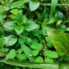 green leaves with water droplets