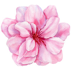 Sakura, Cherry Blooming pink flower watercolor illustration with soft petals isolated on white floral botanical art