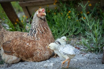 Hen and chicks in a garden setting