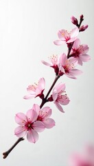 Obraz premium A delicate cherry blossom branch on white background, nature, cherry blossom