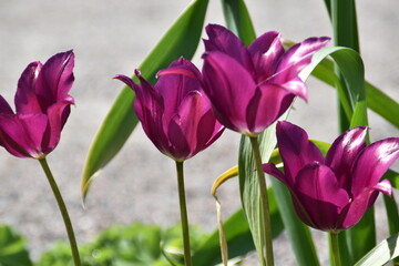 Violet tulips are blossoming outdoors in sunn spring day.