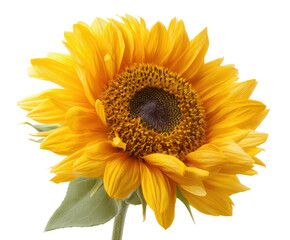 Naklejka premium Bright sunflowers in bloom perfect for decoration and events, cut out transparent