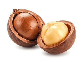 A macadamia fruit split open isolated on white background tough shell and kernel visible