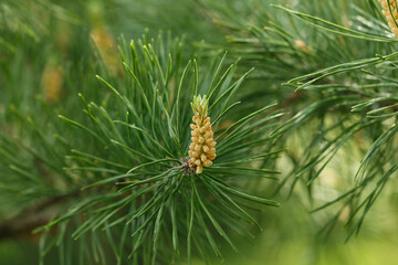Pine in spring in the botanical garden