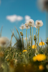 dandelion in the grass