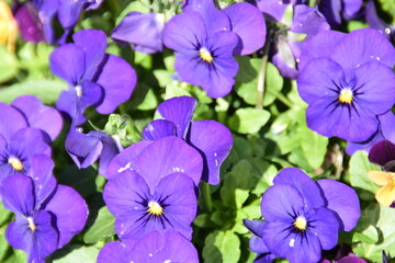 Lilac violets are blossoming outdoors in sunny spring day.