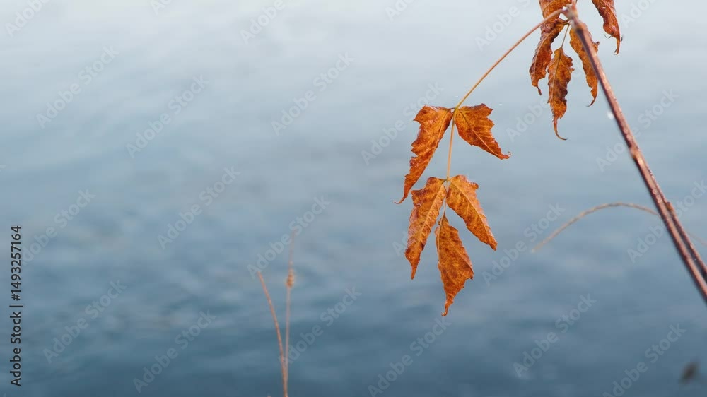 Poster orange autumn leaves tree branches with water drops from rain slowly swaying against the background 