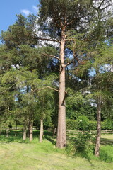 Tall Scots Pine tree in a woodland scene