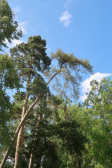 A picturesque woodland landscape under blue skies