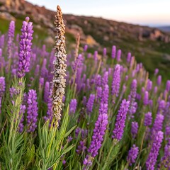 Obraz premium Stunning Wild Lupine Field at Sunset Vibrant Purple Flowers and Seed Pods