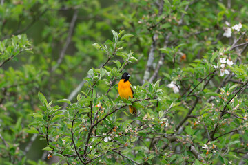 Baltimore Oriole in an Apple Tree 