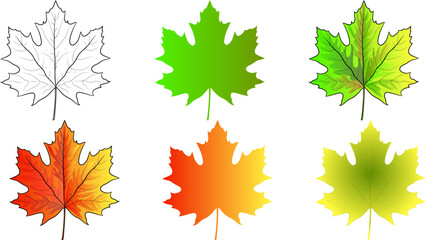 Maple Leaf vector illustration, drawing leaf, green leaf, orange leaf,