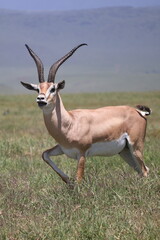 impala in the savannah