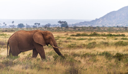 Obraz premium Telephoto of an African Elephant -Loxodonta Africana- grazing in the Samburu National Reserve, Kenya