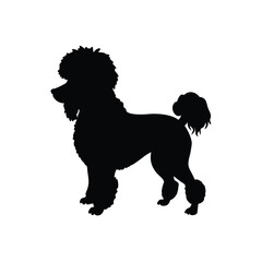 Curly Poodle Pet Vector Silhouette Art