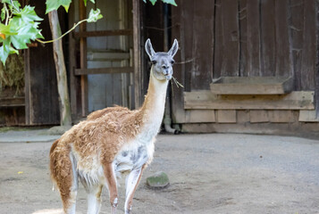 Close-up of a guanaco in the zoo