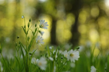 Rabelera - Stellaria holostea blooming in the forest