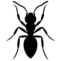 black spider vector illustration