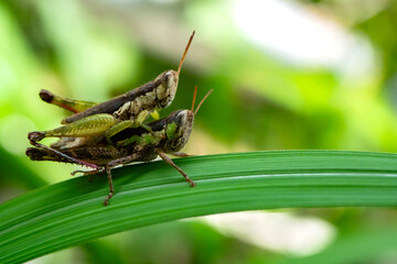 A pair of grasshoppers mate on a leaf in Cuyabeno Reserve, located in the Amazon rainforest of Ecuador