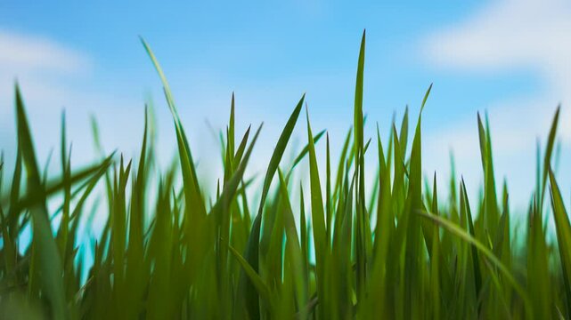 Spring wheat field growing densely in farming area close-up. Fresh green blades rising actively under blue sky. Young shoots spreading quickly in fertile springtime soil. Vibrant cereal plants