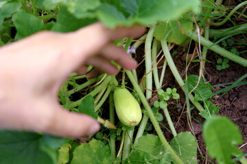 Farmer checks how zucchini grows on bed. Close-up of hand
