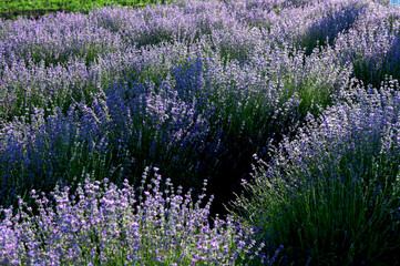 Obraz premium Lavender field on a sunny day, lavender bushes in rows