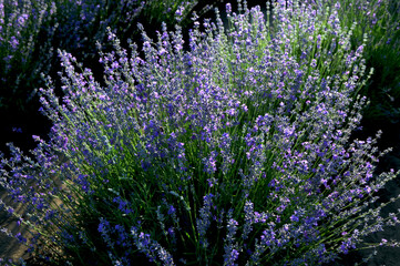 Lavender field on a sunny day, lavender bushes in rows