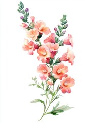 Watercolor snapdragon flower branch, gentle, elegant on white background 