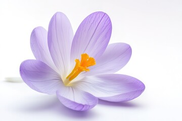 Fototapeta premium A small purple crocus with delicate petals and a soft yellow center, isolated on a white background