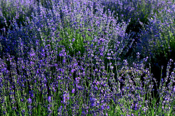 Obraz premium Lavender field on a sunny day, lavender bushes in rows
