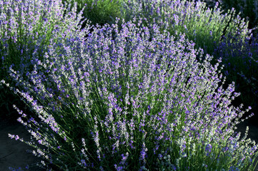 Obraz premium Lavender field on a sunny day, lavender bushes in rows