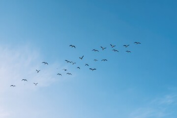 capture breathtaking aerial view of birds in flight from drone eye top-down perspective ensure image is minimalistic