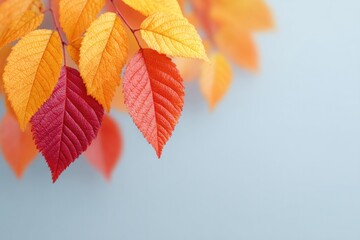 Fototapeta premium capture set of autumn leaves displaying vibrant colors blending seamlessly against minimalistic clean background