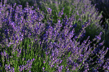 Fototapeta premium Lavender field on a sunny day, lavender bushes in rows