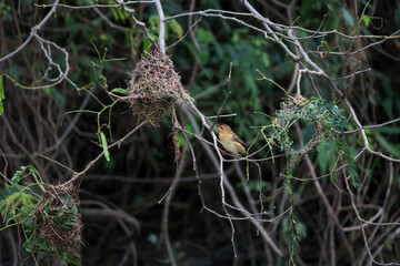 The yellow bird on Build nest from dry stick hay in nature