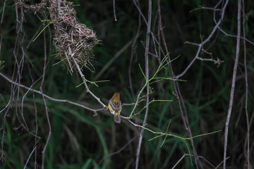 The yellow bird on Build nest from dry stick hay in nature