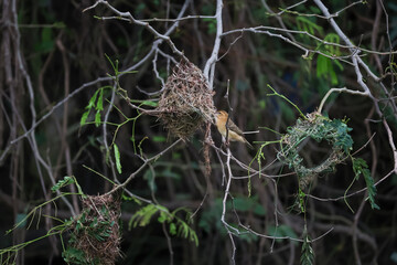 The yellow bird on Build nest from dry stick hay in nature