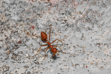 Close up the red ant on old wall