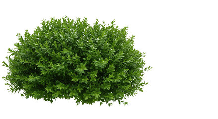 Detailed Green Bush with Many Leaves - Natural Foliage Isolated for Design Projects
