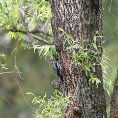 Yellow Bellied Sapsucker on a Willow Tree 