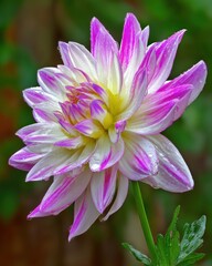 Fototapeta premium Close-up of a vibrant pink and white Dahlia flower with water droplets, captured in natural light at eye-level in a garden setting