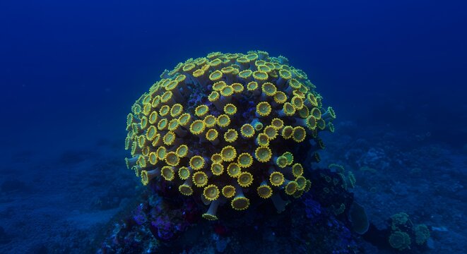 A cluster of yellow and green zoanthid polyps in a dark blue underwater environment
