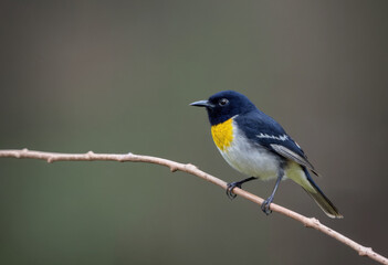 blue tit on branch