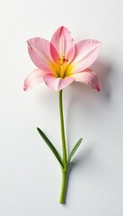 Fototapeta premium A single flower on a plain white surface showcases its unique shape, unique shape, bright, solo flowers