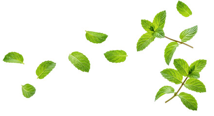 Falling Green Mint Leaves on Clear Background - Fresh Herb for Food & Drink Designs