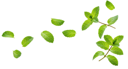 Falling Green Mint Leaves on Clear Background - Fresh Herb for Food & Drink Designs
