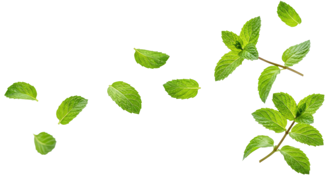 Falling Green Mint Leaves on Clear Background - Fresh Herb for Food & Drink Designs