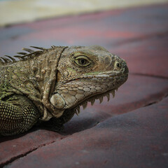 macro close-up of a green iguana basking in the heat on a brick paved patio. detail of skin abstract texture design element.
