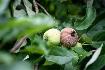 Obraz premium Horizontal close up of infected apple fruits. Rotten apples.