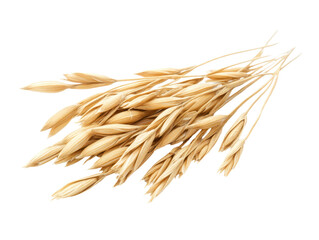 Isolated single oat stalk with grains